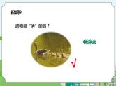 新教科版（2017）科学一年级上册 1.5《植物是“活”的吗？》课件+教案+练习+素材