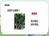新教科版（2017）科学一年级上册 1.6《校园里的植物》课件+教案+练习+素材