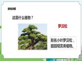 新教科版（2017）科学一年级上册 1.6《校园里的植物》课件+教案+练习+素材