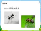青岛版（六三制）科学四上1.1蚂蚁（课件+教案+素材）