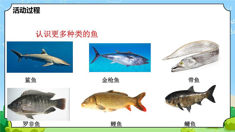 青岛版（六三制）科学四上1.2鱼（课件+教案+素材）05