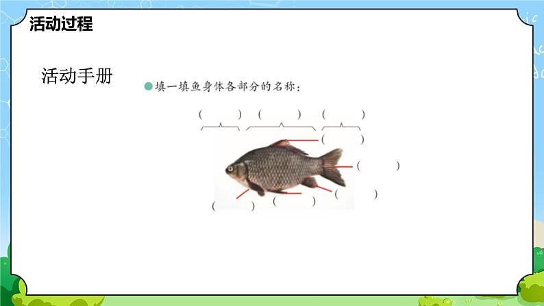 青岛版（六三制）科学四上1.2鱼（课件+教案+素材）07