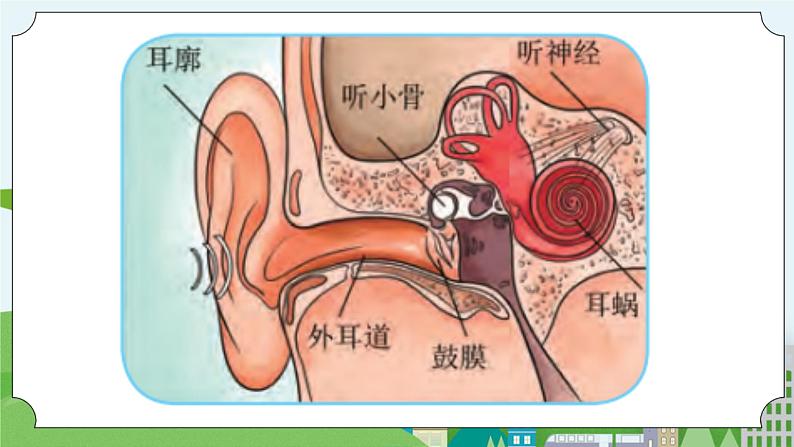 科学四年级上册 第九课 怎样听到声音 冀人版第6页