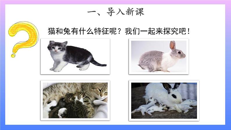 2.5 《猫和兔》 课件+素材02