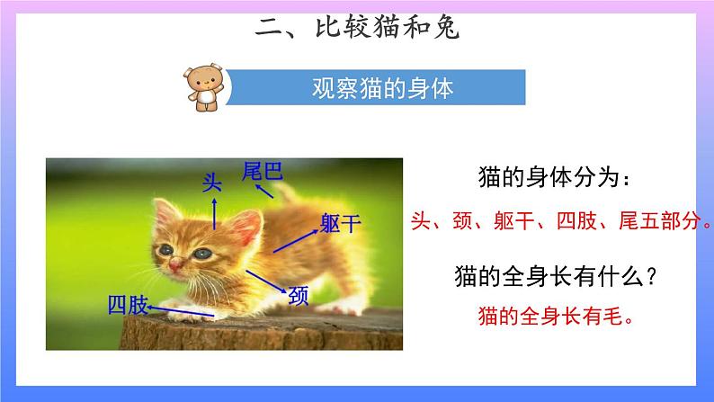 2.5 《猫和兔》 课件+素材03