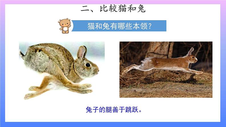 2.5 《猫和兔》 课件+素材07