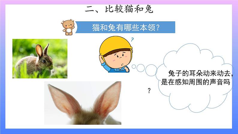 2.5 《猫和兔》 课件+素材08