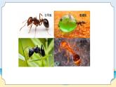 新青岛五四制科学四上1 、《蚂蚁》教学课件