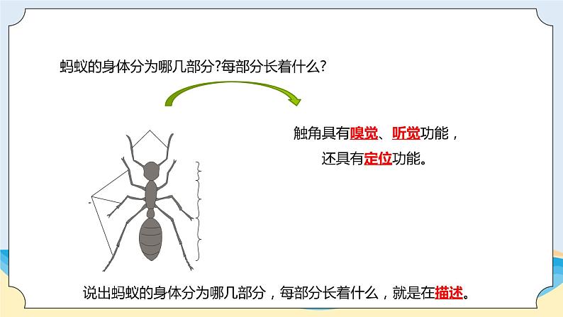 新青岛五四制科学四上1 、《蚂蚁》教学课件04