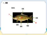 新青岛五四制科学四上2 .《鱼》教学课件