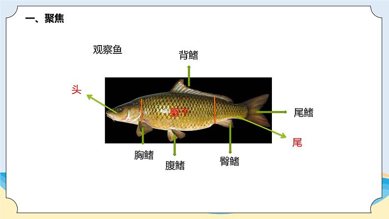 新青岛五四制科学四上2 .《鱼》教学课件第3页