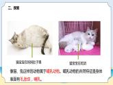 新青島五四制科學(xué)四上4.《哺乳動(dòng)物》教學(xué)課件
