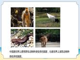新青島五四制科學(xué)四上5.《 我國(guó)的珍稀動(dòng)物》教學(xué)課件