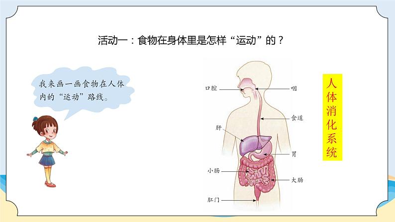 新青岛五四制科学四上16.《食物到哪里去了》教学课件04