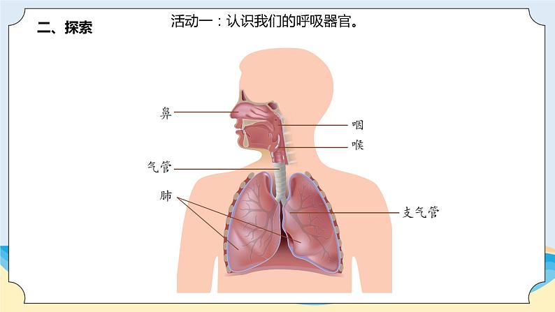 新青岛五四制科学四上18.《我们的呼吸》教学课件04