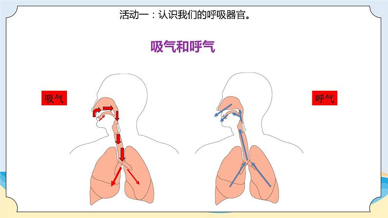 新青岛五四制科学四上18.《我们的呼吸》教学课件05