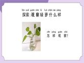 教科版科学一年级《观察一棵植物》课件