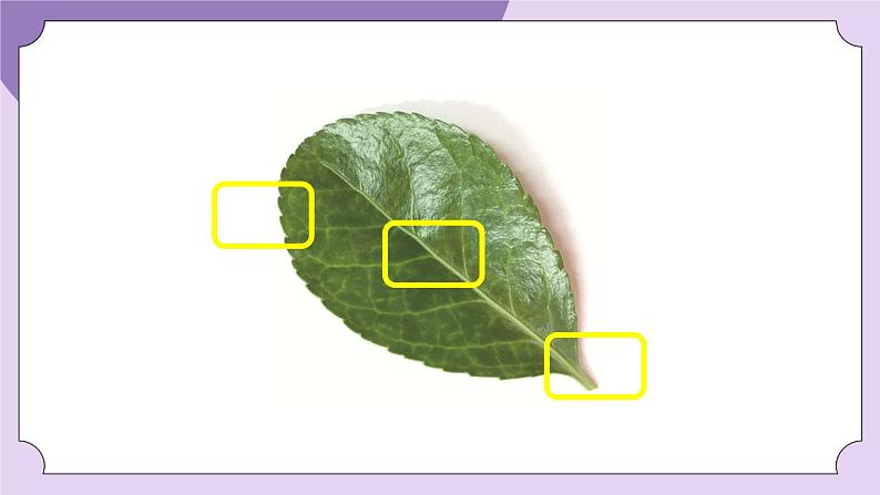 一年级【科学(教科版)】这是谁的叶-2PPT课件第6页