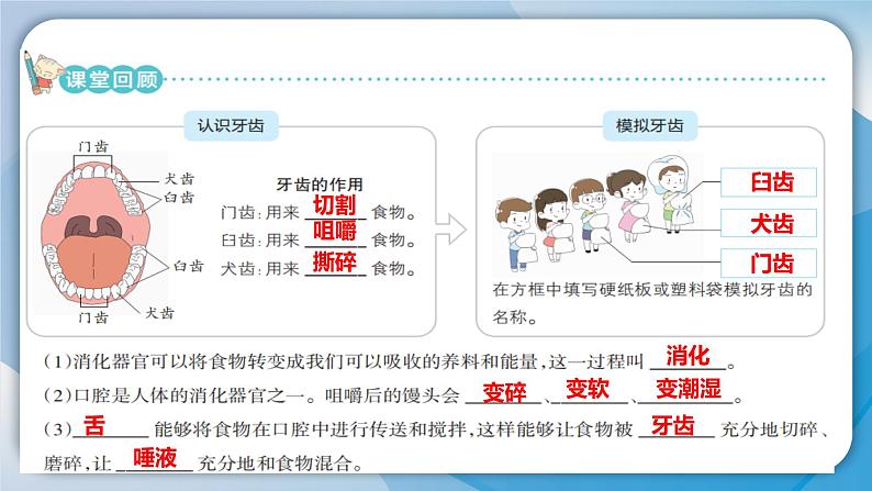 【新】教科版科学四年级上册第2单元7.食物在口腔里的变化PPT课件+习题+教学设计+视频素材03