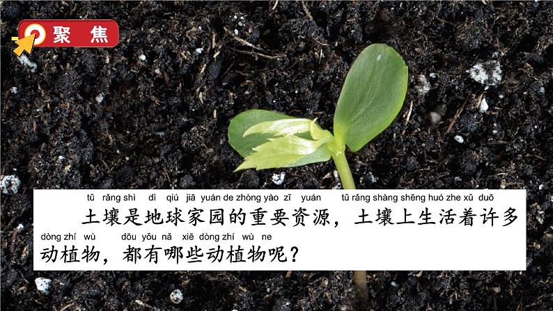 教科版科学二年级上册第一单元 我们的地球家园 2 土壤——动植物的乐园课件+素材05
