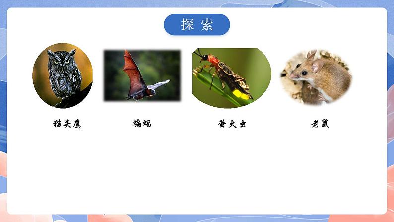 【核心素养目标】教科版小学科学六年级上册2.7《昼夜和四季变化对生物的影响》课件+教案(含教学反思)07