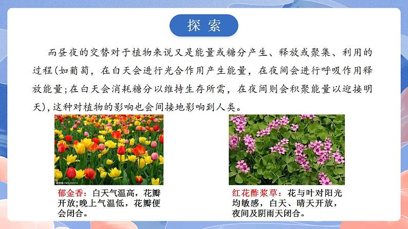 【核心素养目标】教科版小学科学六年级上册2.7《昼夜和四季变化对生物的影响》课件+教案(含教学反思)08