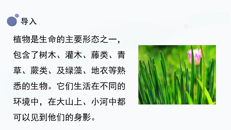 冀人版一上科学 2.4《身边的植物》课件05