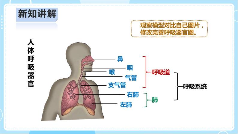 【人教鄂教版】三上科学  4.13《呼吸器官》（课件+教案+练习）07