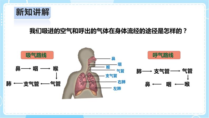 【人教鄂教版】三上科学  4.13《呼吸器官》（课件+教案+练习）08