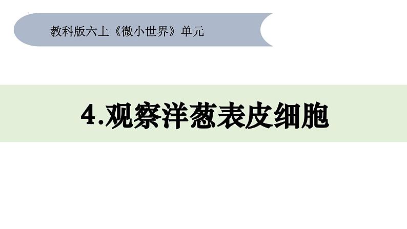 六年级上册科学教科版1.4《观察洋葱表皮细胞》教学课件01