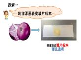 六年级上册科学教科版1.4《观察洋葱表皮细胞》教学课件