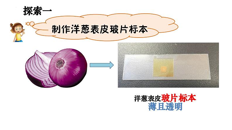 六年级上册科学教科版1.4《观察洋葱表皮细胞》教学课件04