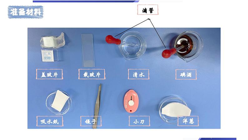 六年级上册科学教科版1.4《观察洋葱表皮细胞》教学课件06