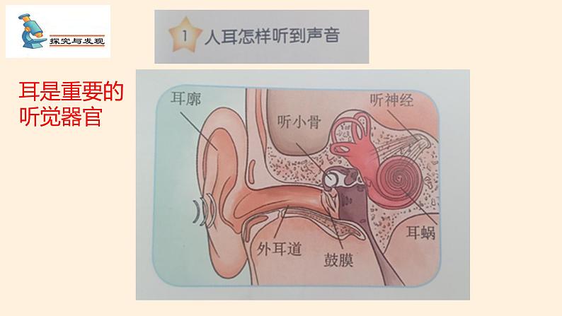 冀人版四年级科学上册9.怎样听到声音教学课件03