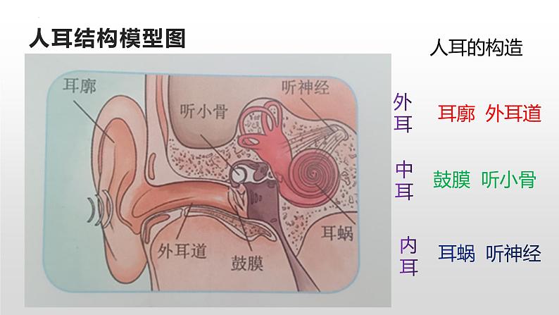 冀人版四年级科学上册9.怎样听到声音教学课件04