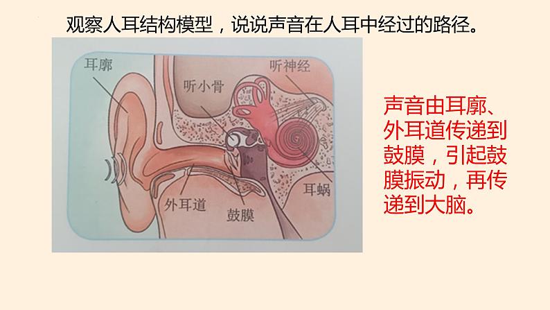 冀人版四年级科学上册9.怎样听到声音教学课件05