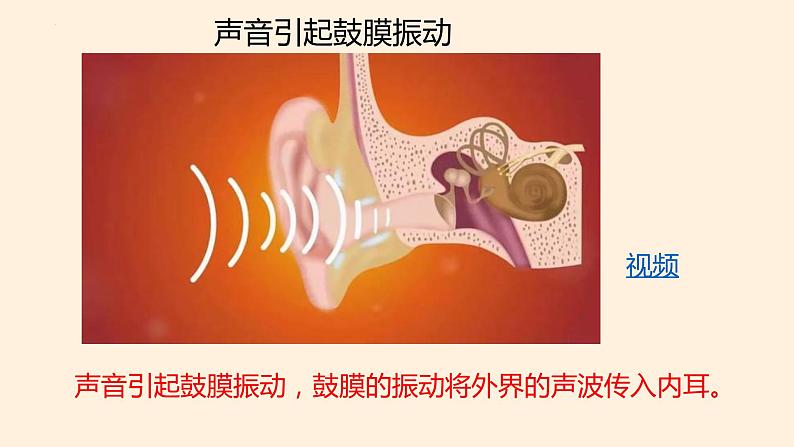 冀人版四年级科学上册9.怎样听到声音教学课件06