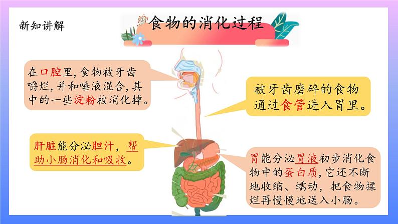 大象版科学四年级上册5.1一次神奇的旅行 课件+教案+课件练习+素材04