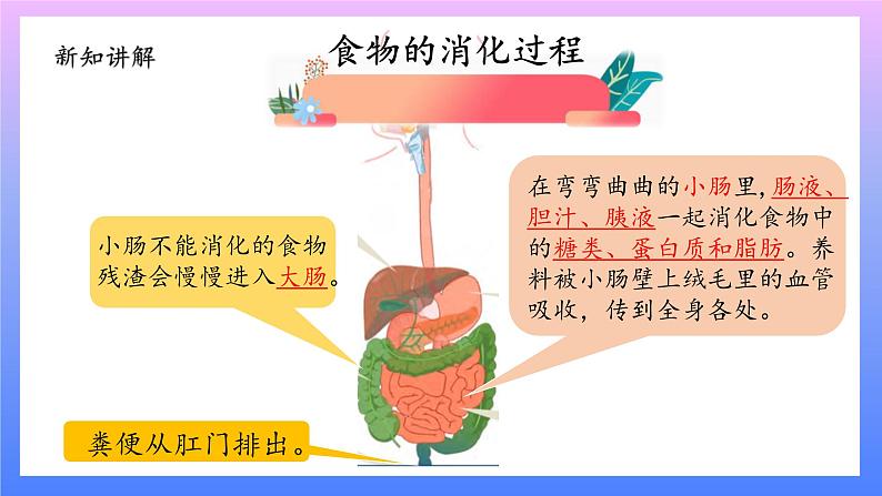 大象版科学四年级上册5.1一次神奇的旅行 课件+教案+课件练习+素材05