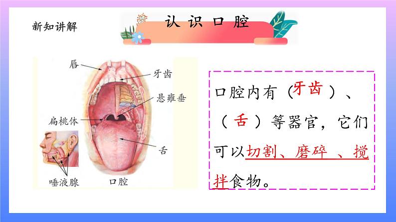 大象版科学四年级上册5.2口腔“历险记”  课件+教案+课件练习+素材05