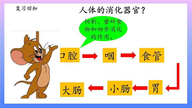 大象版科学四年级上册5.3胃中“奇遇记” 课件+教案+课件练习+素材02