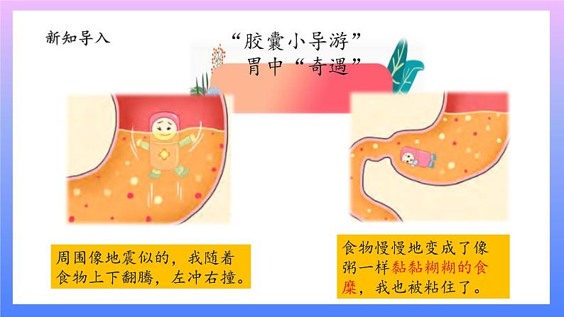 大象版科学四年级上册5.3胃中“奇遇记” 课件+教案+课件练习+素材04
