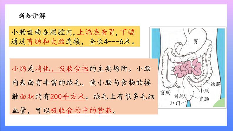 大象版科学四年级上册5.4蜿蜒的旅行 课件+教案+课件练习+素材04