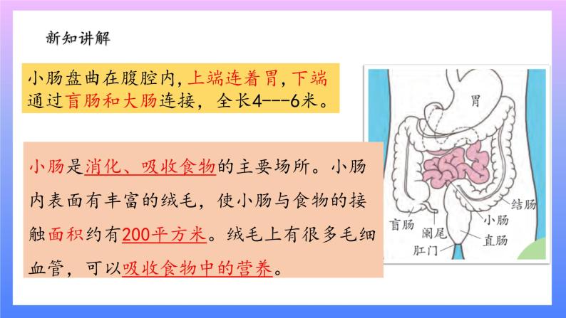 大象版科学四年级上册5.4蜿蜒的旅行 课件+教案+课件练习+素材04