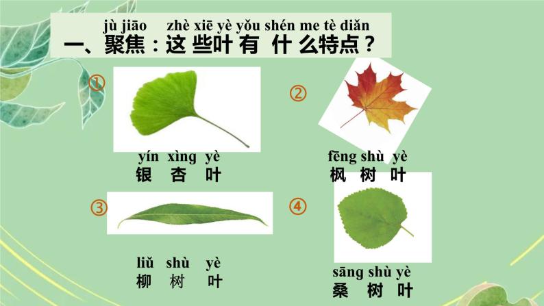 一年级上册科学教科版1.3观察叶(课件）08