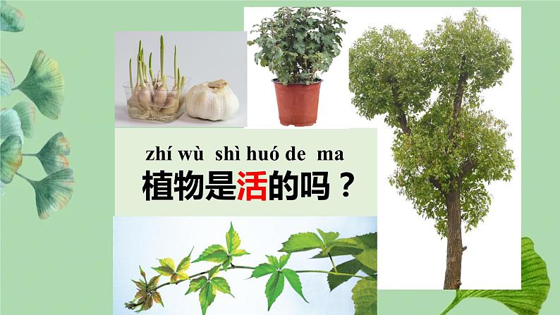 一年级上册科学教科版1.5植物是“活”的吗(课件）第3页