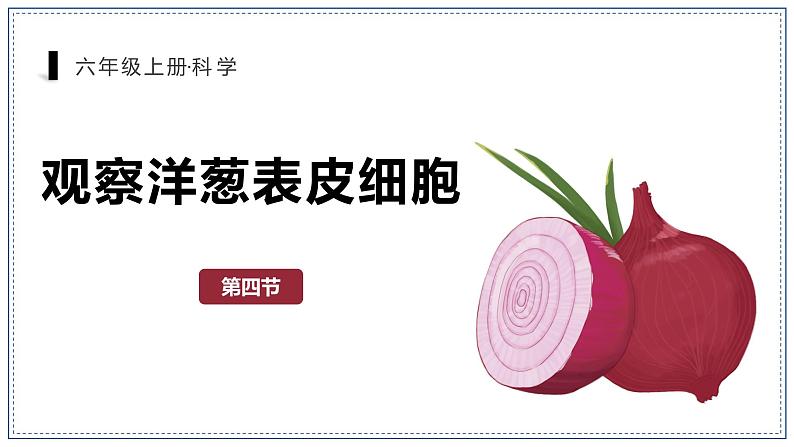 教科版科学六年级上册 1-4 观察洋葱表皮细胞 课件+视频02