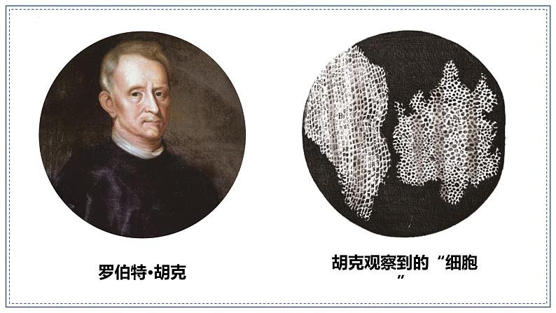 教科版科学六年级上册 1-4 观察洋葱表皮细胞 课件+视频04