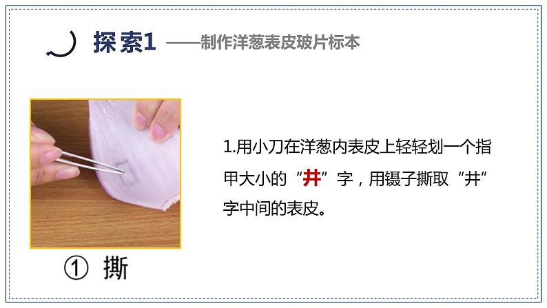 教科版科学六年级上册 1-4 观察洋葱表皮细胞 课件+视频06