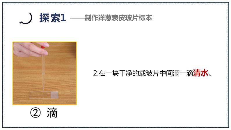 教科版科学六年级上册 1-4 观察洋葱表皮细胞 课件+视频07